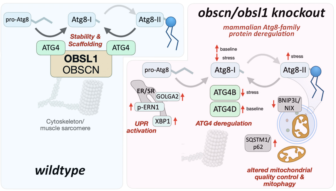 2025 Autophagy Puncta article