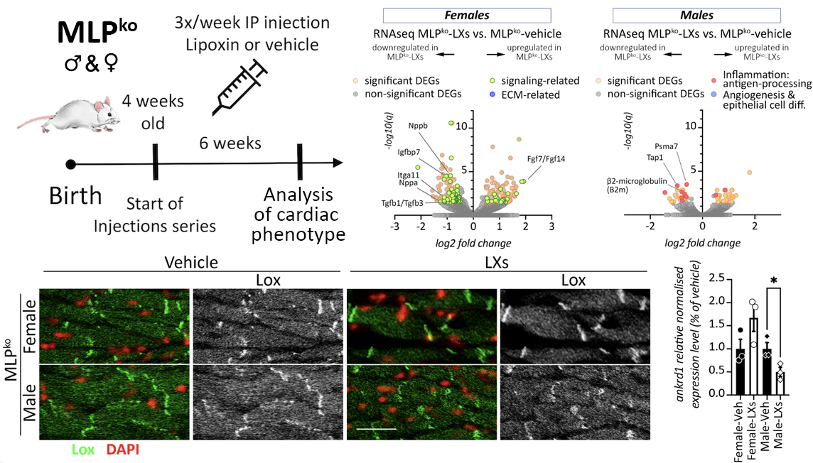 2026 MLP-lipoxin preprint