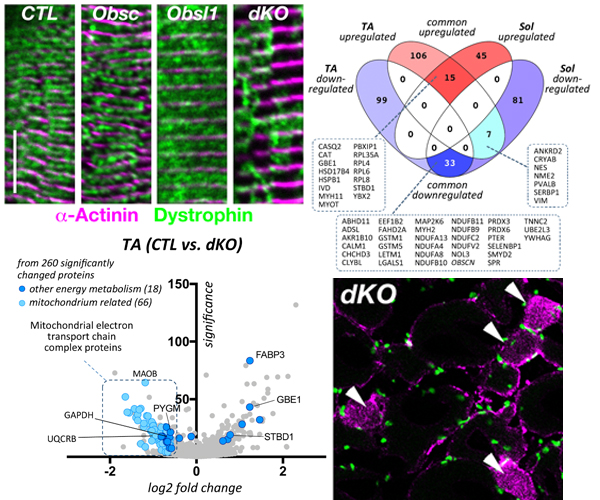 Communications Biology manuscript 2019