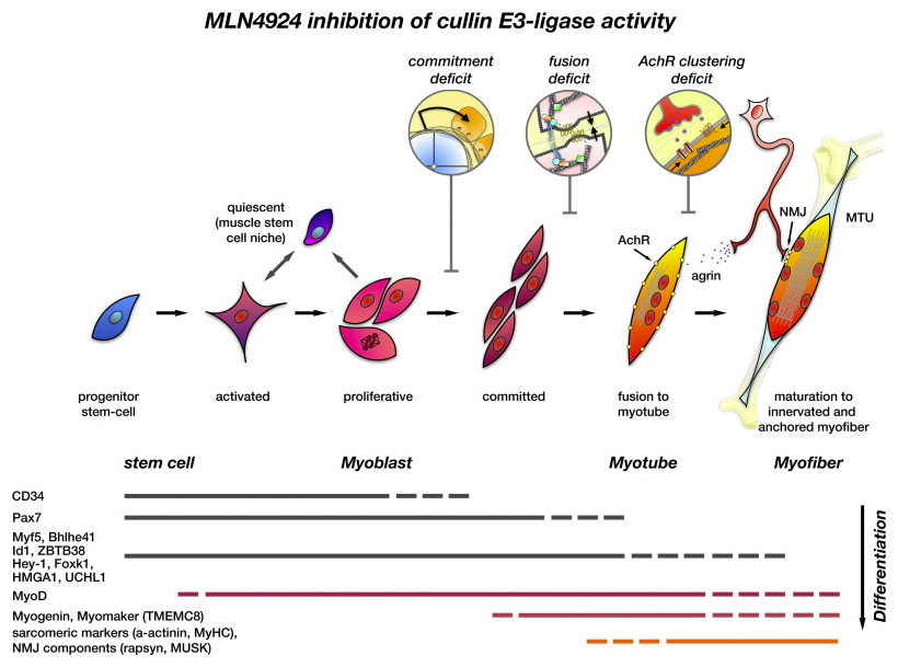cullin functions during muscle formation