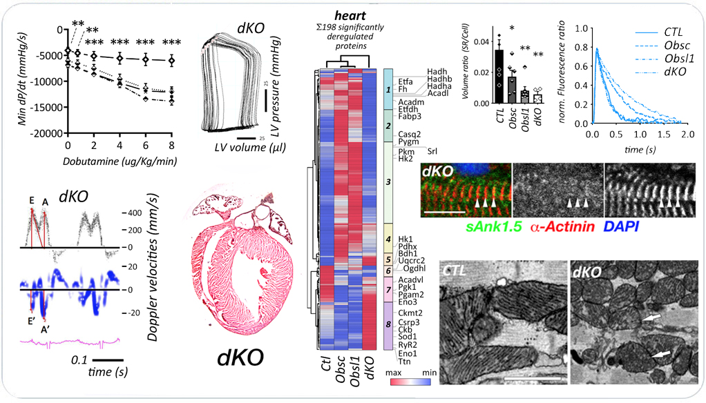 Obscurin/Obsl1 dKO cardiac phenotype