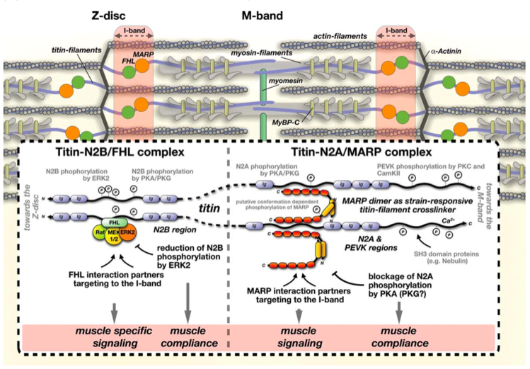 Titin-linked mechano-responsive complexes at the I-band.