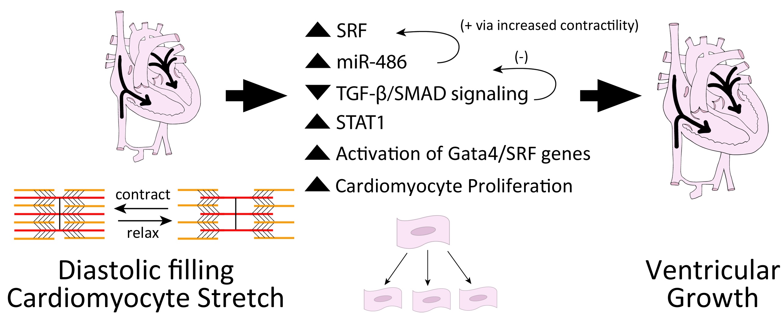 miR-486 alters cardiac signaling