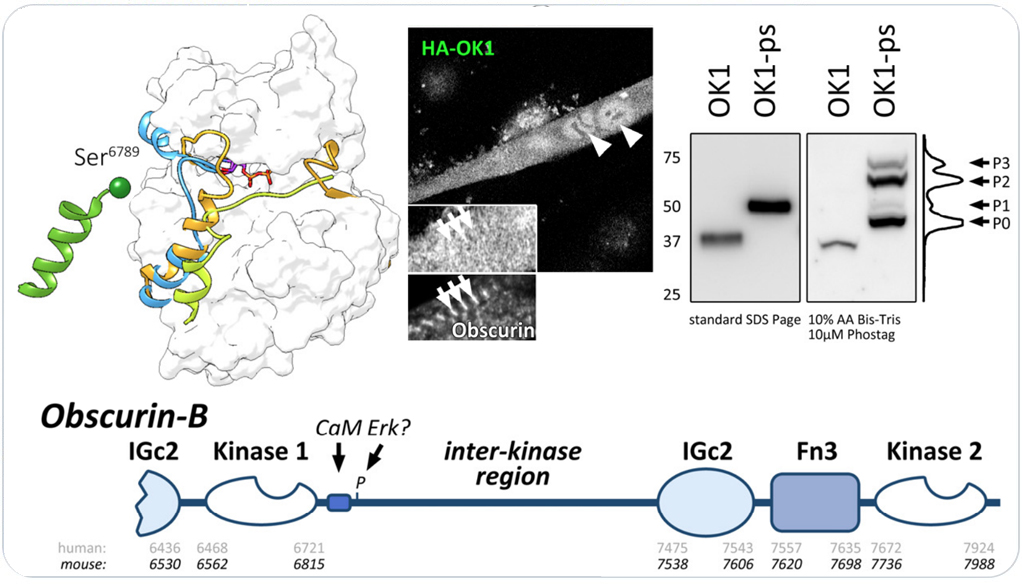 Exploring obscurin and SPEG kinase biology