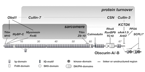 Obscurin domain layout and summary of known binding partners.
