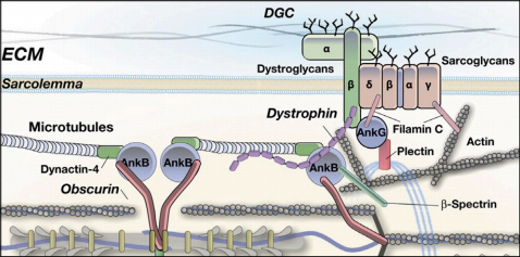 Model of obscurin functions for the skeletal muscle sarcolemma membrane