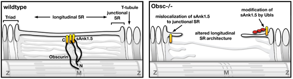Model of obscurin functions for SR membrane architecture