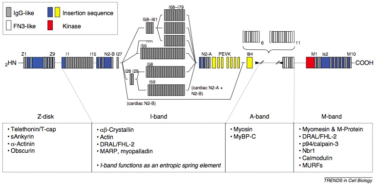 Model of titin domain structure and interaction partners