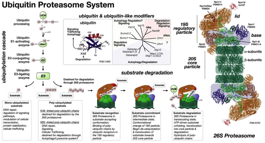 protein degradation mechanisms - ubiquitin proteasome system UPS