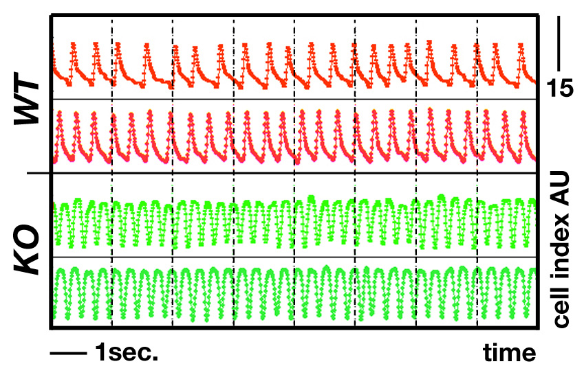 impedance trace (cell index)