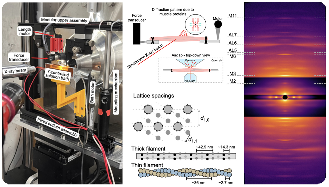 2026 MyoXRD paper